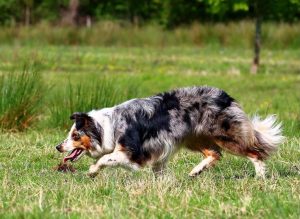 Belle (Ronasvoe Ziva). Blue merle tri border collie working sheepdog