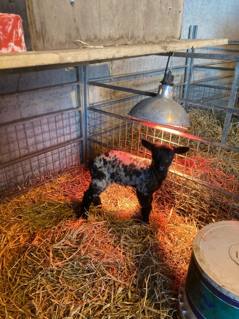 Cade lamb (pet lamb) under an infra-red heat lamp