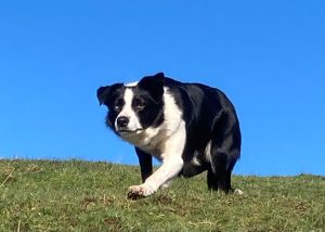 Focus- Burndale Diva, working sheepdog in action