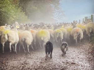 Sean and daughter Belle driving the flock