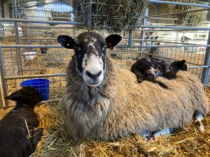 North Country Mule ewe with lambs