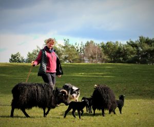 Cathy Cassie and Sean with Hebridean ewes and lambs