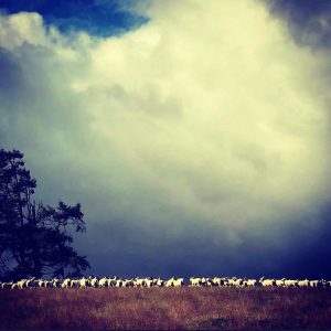 Flock against stormy skies
