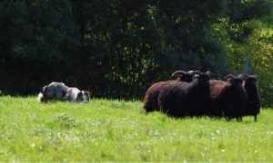 Belle (Ronasvoe Ziva, daughter of Lady and Sean) getting a bit of training on some Hebridean ewe lambs