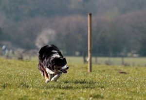 Lady, Shabfest sheepdog trials