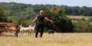 Cathy Cassie penning sheep with Sean