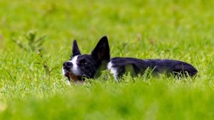Trials of Bute sheepdog trials. Pip ready to take the shed