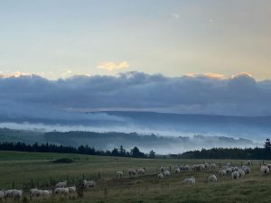 Sheep on the fell- view looking across the Eden Valley towards the Pennines