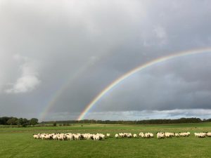 Late summer, ewes and well-grown lambs with rainbow.