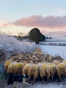 Sean moving the flock on a frosty morning