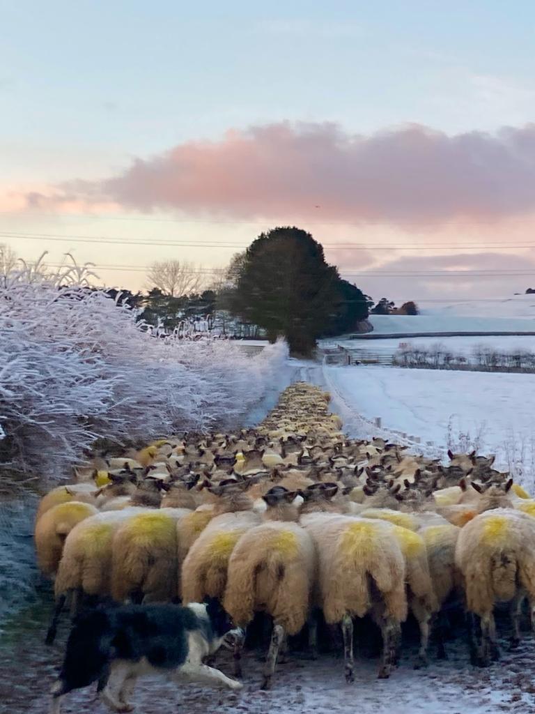 Sean moving the flock on a frosty morning