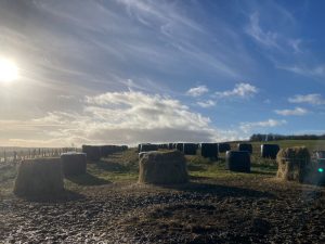 Bale grazing
