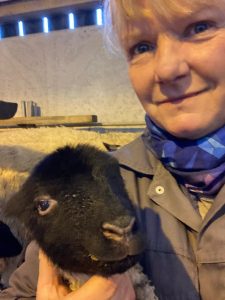 Cathy and Suffolk cross lamb