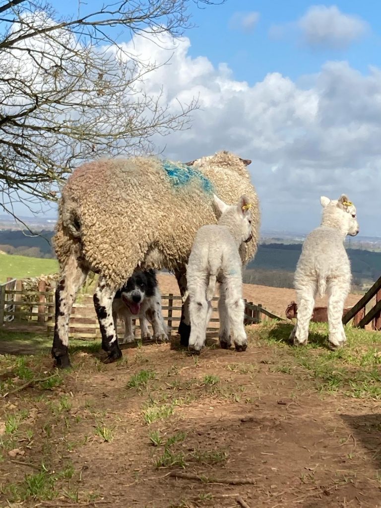 Sean has this ewe and two lambs in his sights