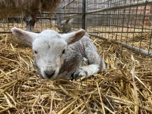 Young lamb in a pen
