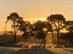 Frosty February dawn, sheep and cattle creating steam with their breath
