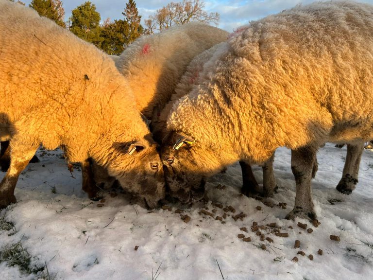 Feeding Sheep