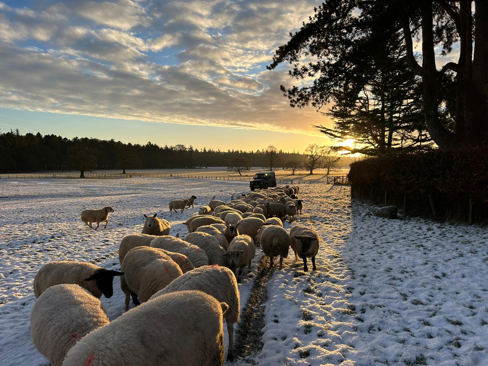 Feeding Sheep